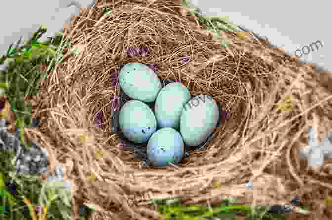 A Beautifully Crafted Nest With Colorful Eggs Inside Beautiful Birds Picture Book: A Gift For Alzheimer S Patients And Seniors With Dementia (Picture And Dementia Activities For Seniors 1)