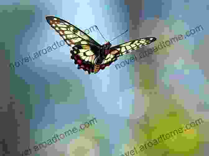 A Close Up Image Of A Butterfly In Flight, Showcasing Its Vibrant Wings And Graceful Movements Butterfly Gardening: The North American Butterfly Association Guide