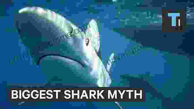 A Collage Of Images Debunking Common Myths About Sharks Let S Learn Sharks: Fact In Your Fingertips The Encyclopedia For Kids About Sharks