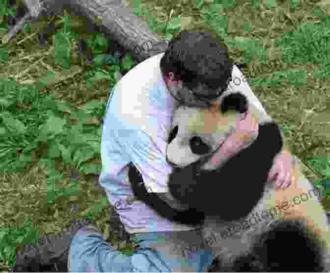 A Cute Panda Cuddling With A Human Giant Panda Pictures: Adorable And Cute Pandas To Cuddle And Love