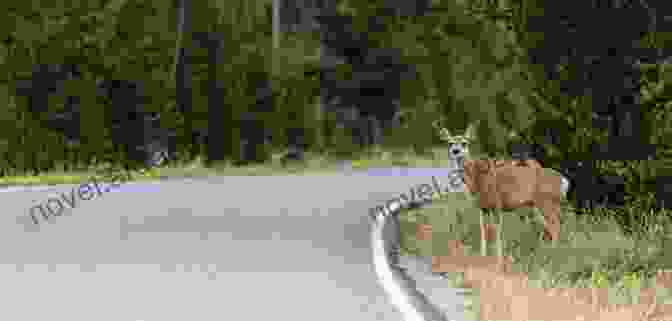 A Deer Standing On The Side Of The Road Flattened Fauna Revised: A Field Guide To Common Animals Of Roads Streets And Highways