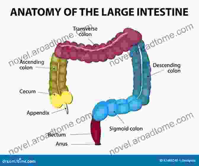 A Diagram Of The Large Intestine From Chewing To Pooing: Food S Journey Through Your Body To The Potty