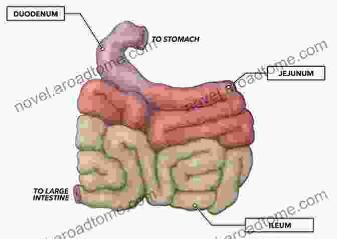 A Diagram Of The Small Intestine From Chewing To Pooing: Food S Journey Through Your Body To The Potty