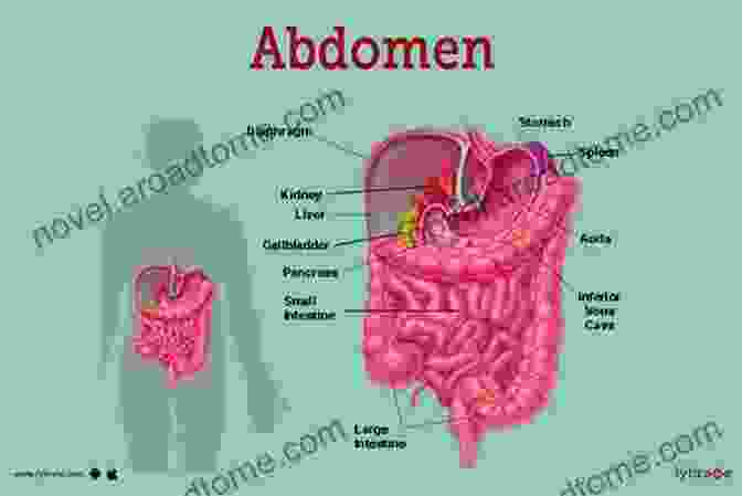 A Diagram Of The Stomach From Chewing To Pooing: Food S Journey Through Your Body To The Potty