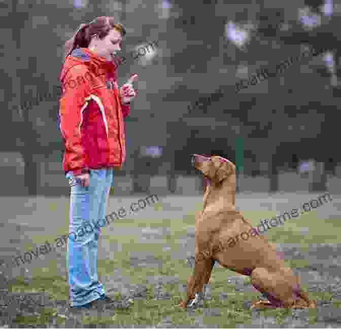 A Dog Trainer Working With A Dog Spirit Animals: Unlocking The Secrets Of Our Animal Companions