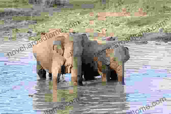 A Family Of Elephants Crossing A River Coyote: Fascinating Animal Facts For Kids (This Incredible Planet)