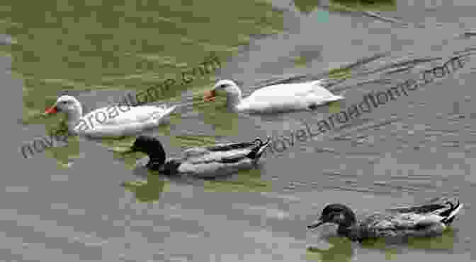 A Flock Of Ducks Swimming Elegantly In A Serene Lake Beautiful Birds Picture Book: A Gift For Alzheimer S Patients And Seniors With Dementia (Picture And Dementia Activities For Seniors 1)