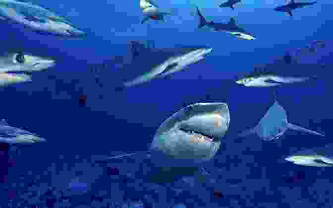 A Group Of Sharks Swimming Together In A Hunting Formation Let S Learn Sharks: Fact In Your Fingertips The Encyclopedia For Kids About Sharks