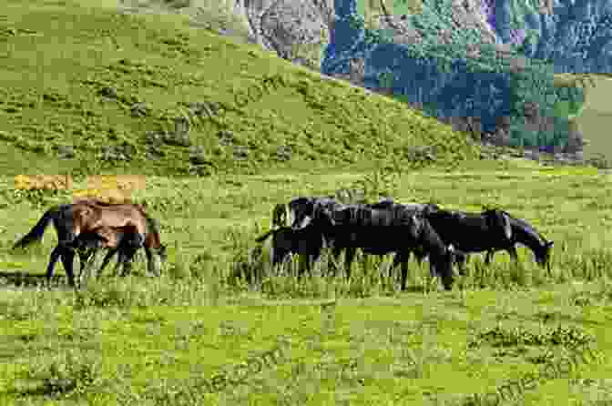 A Horse Grazing Peacefully In A Meadow On A Summer Evening Horse Picture Adults: Majestic And Beautiful Horses For Spring Summer Autumn Winter