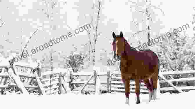 A Horse Standing In A Snowy Field In Winter Horse Picture Adults: Majestic And Beautiful Horses For Spring Summer Autumn Winter