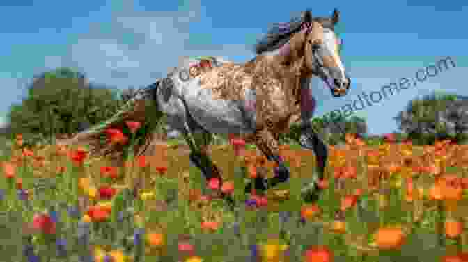 A Majestic Horse Galloping Through A Field Of Wildflowers In Spring Horse Picture Adults: Majestic And Beautiful Horses For Spring Summer Autumn Winter