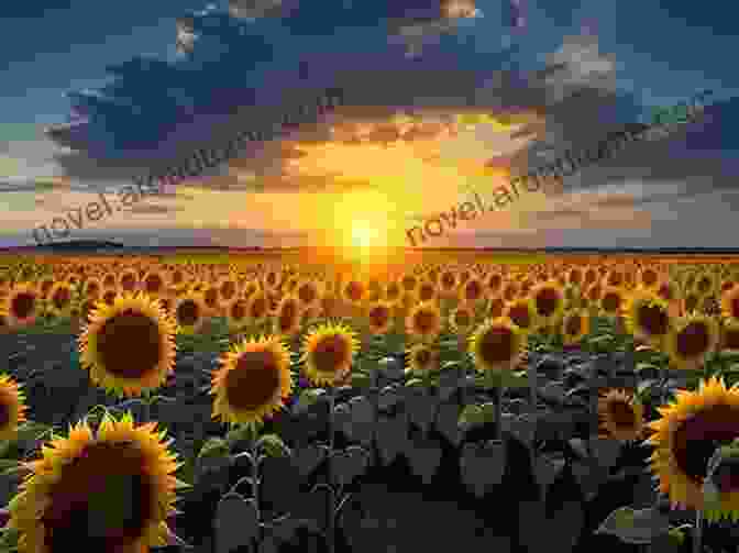 A Panoramic View Of A Vast Sunflower Field, Stretching Towards The Horizon The Ultimate Sunflower Photo Book: A Closer Look To These Happy Flowers That Contains 1 000 Seeds And Can Track The Sun