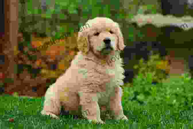 A Photo Of Bella, A Golden Retriever Puppy With Playful Eyes Cute Pics Of Puppies: Lovely And Sweet Puppies To Cuddle And Love (Vol 2)