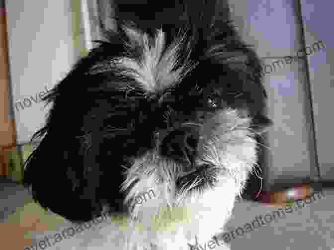 A Photo Of Charlie, A Shih Tzu Puppy With A Curious Expression Cute Pics Of Puppies: Lovely And Sweet Puppies To Cuddle And Love (Vol 2)