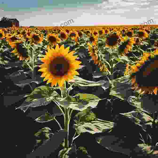 A Photographer Crouching In A Field Of Sunflowers, Capturing The Beauty Of The Blooms The Ultimate Sunflower Photo Book: A Closer Look To These Happy Flowers That Contains 1 000 Seeds And Can Track The Sun