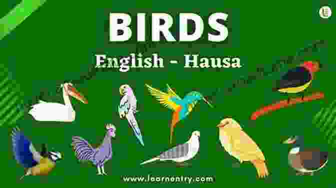 A Picture Of A Bird With The Hausa Word 100 Hausa Words For Kids: In Pictures