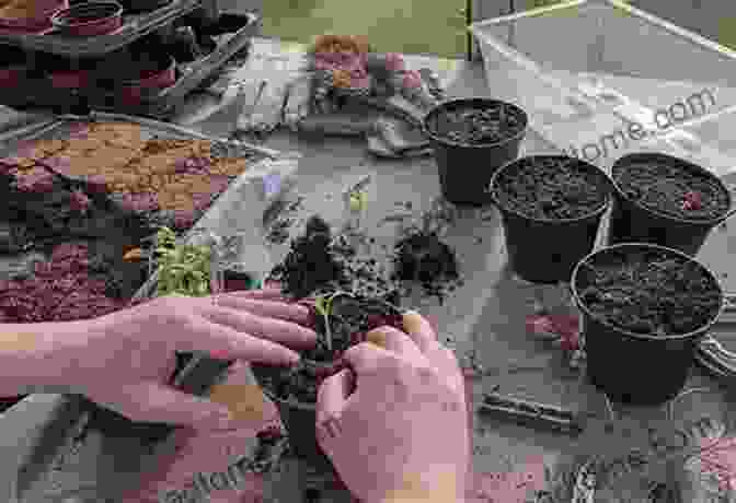 A Planter Transplanting Seedlings The Picture Of Farm Machinery: Activity For Seniors With Dementia Alzheimers Impaired Memory Aging Caregivers (Discreet Picture Book)