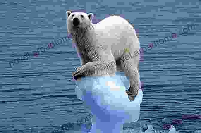 A Polar Bear Stands On A Small Piece Of Melting Sea Ice, Its Expression Conveying The Vulnerability Of Arctic Wildlife To Climate Change. A World Without Ice Willi H Hager