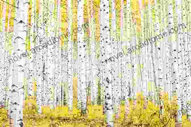 A Vibrant Aspen Grove In Full Fall Foliage, With Golden Leaves Against A Backdrop Of Blue Sky And White Clouds. 100 Colorado Landscapes Pumla Dineo Gqola