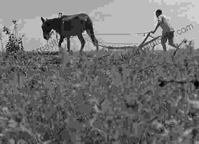 A Vintage Photograph Of A Rural Farm In The Midwest, Showing A Farmer Plowing His Field With A Horse Drawn Plow. Around Bradford: Volume II (Images Of America (Arcadia Publishing))