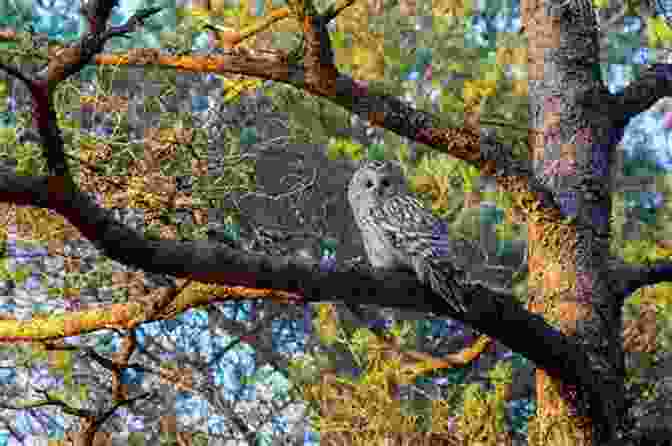 A Wise Old Owl Perched On A Tree Branch Beautiful Birds Picture Book: A Gift For Alzheimer S Patients And Seniors With Dementia (Picture And Dementia Activities For Seniors 1)