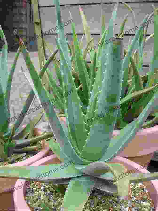 Aloe Vera Plant With Leaves Herbal Healing Remedies For Sleep: Beginners Guide To Herbalism Using Houseold Herbs 101 Herbs Ailments Covered + Easy To Brew Herbal Teas To Help With Insomnia