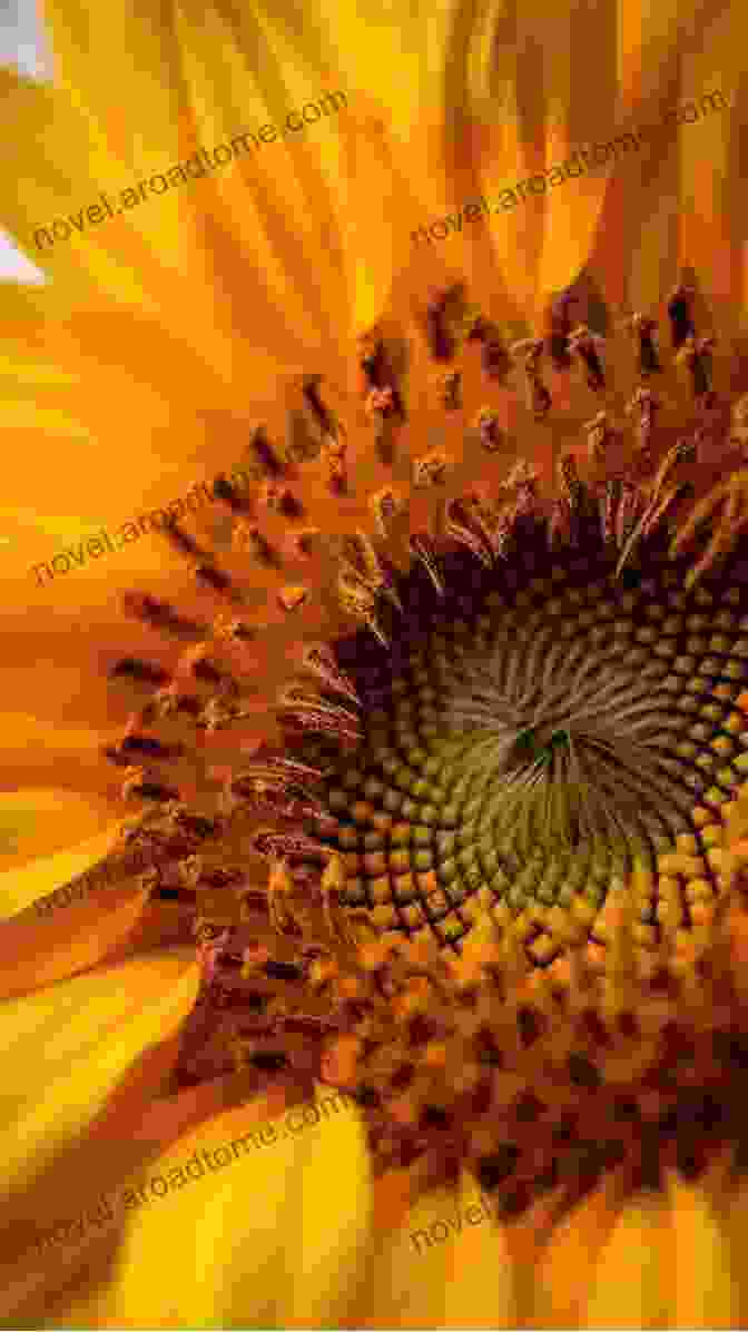 An Extreme Close Up Of A Sunflower, Revealing The Intricate Details And Vibrant Hues Of Its Petals The Ultimate Sunflower Photo Book: A Closer Look To These Happy Flowers That Contains 1 000 Seeds And Can Track The Sun