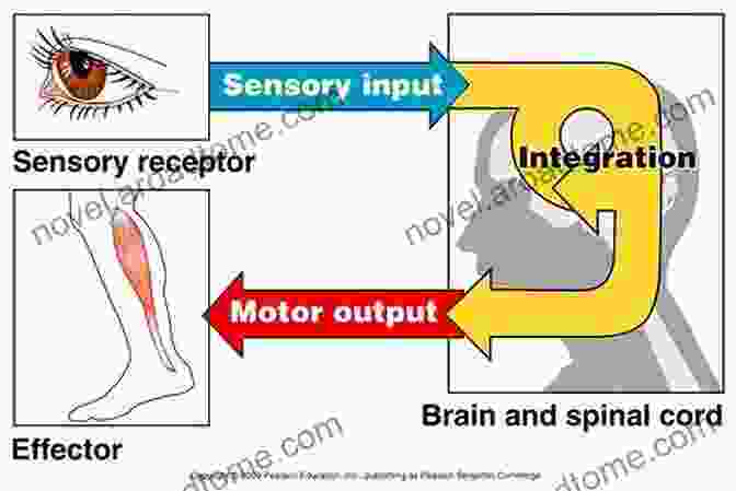 An Illustration Depicting The Perceptual Motor System, Showcasing The Intricate Interplay Between Sensory Perception And Motor Actions The Swimmer: An Integrated Computational Model Of A Perceptual Motor System (Scientific Psychology Series)