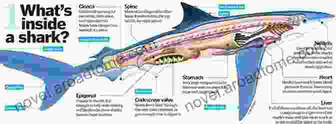 An Illustration Of A Shark's Anatomy Let S Learn Sharks: Fact In Your Fingertips The Encyclopedia For Kids About Sharks