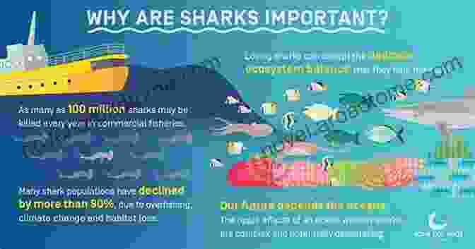 An Infographic Showing The Role Of Sharks In The Marine Ecosystem Let S Learn Sharks: Fact In Your Fingertips The Encyclopedia For Kids About Sharks