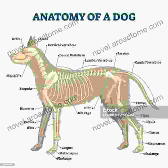 Anatomical Structures Of A Dog Anatomy And Physiology Of Domestic Animals