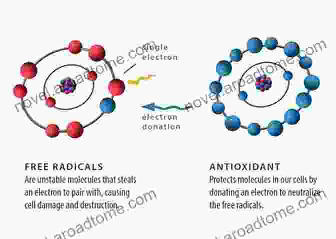 Antioxidants Battling Free Radicals In The Body Antioxidants In Sport Nutrition