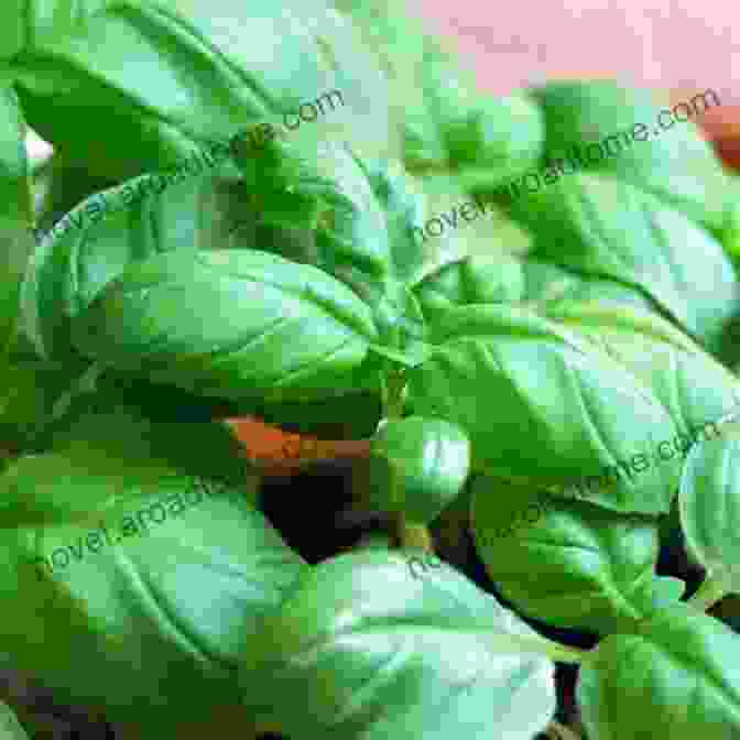 Basil Plant With Green Leaves Herbal Healing Remedies For Sleep: Beginners Guide To Herbalism Using Houseold Herbs 101 Herbs Ailments Covered + Easy To Brew Herbal Teas To Help With Insomnia