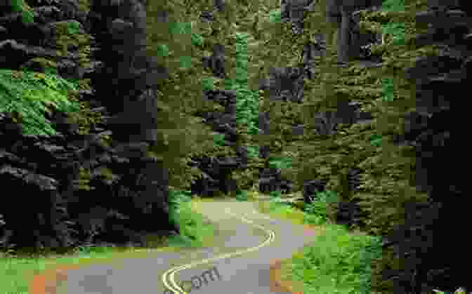 Book Cover Art Of 'Track Road Through Pine Forest,' Featuring A Mystical Pine Forest With A Path Leading Into Its Depths Track Road Through A Pine Forest: A Collective Of Poetry