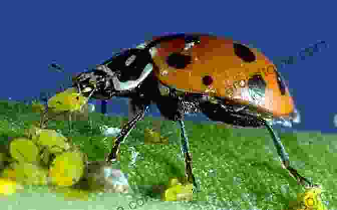 Close Up Of A Ladybird Eating An Aphid On A Leaf Growing A Green Thumb