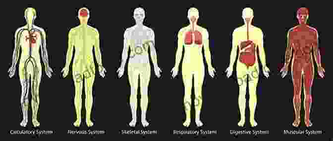 Colorful Illustration Of Human Anatomy Systems Human Body Organs: Anatomy Facts And Activity For Kids Ages 4 9