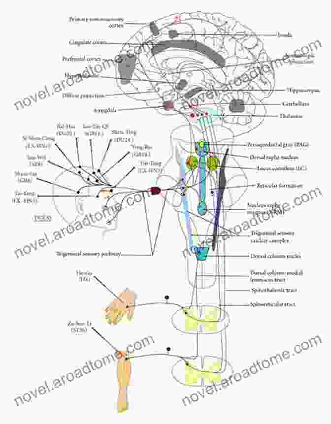 Diagram Depicting The Neural Pathways Of Stress Stress: Neural Endocrine And Molecular Studies