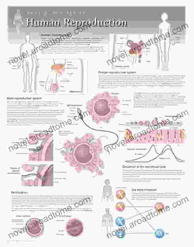 Diagram Illustrating The Biological Foundations Of Human Sexuality, Including Anatomy, Physiology, And Genetics. Understanding Human Sexuality 12E With Access Code For Connect Plus