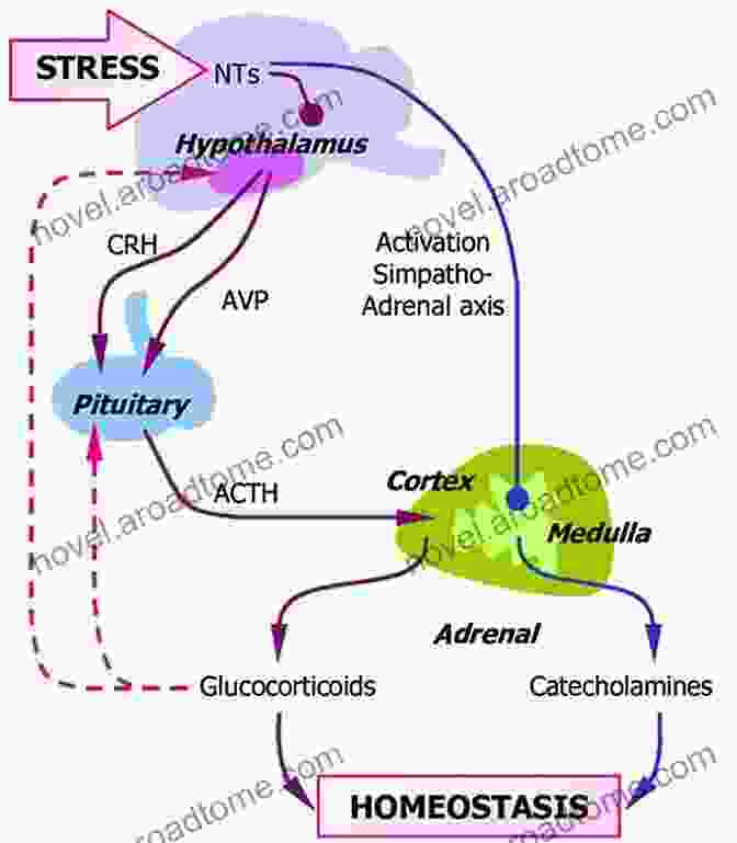 Diagram Illustrating The Endocrine Response To Stress Stress: Neural Endocrine And Molecular Studies