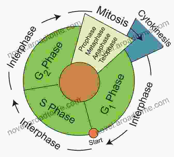 Diagram Illustrating The Process Of Phytorestoration Phytorestoration Of Abandoned Mining And Oil Drilling Sites