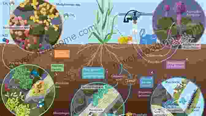 Diagram Illustrating The Processes Of Soil Formation And Nutrient Cycling, Showcasing The Involvement Of Soil Microorganisms. To The Biogeochemistry Of Soils