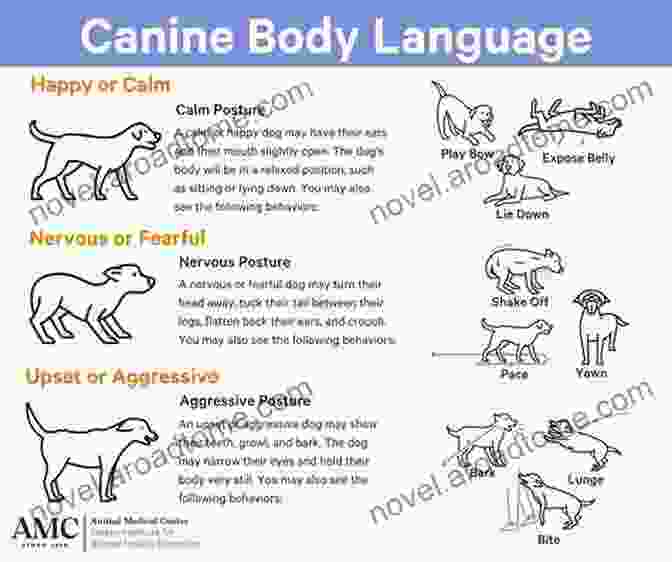 Diagram Of Dog Body Language Signals Spirit Animals: Unlocking The Secrets Of Our Animal Companions