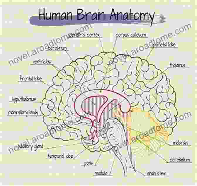 Diagram Of The Human Brain's Anatomy THE CARE AND FEEDING OF YOUR MIND