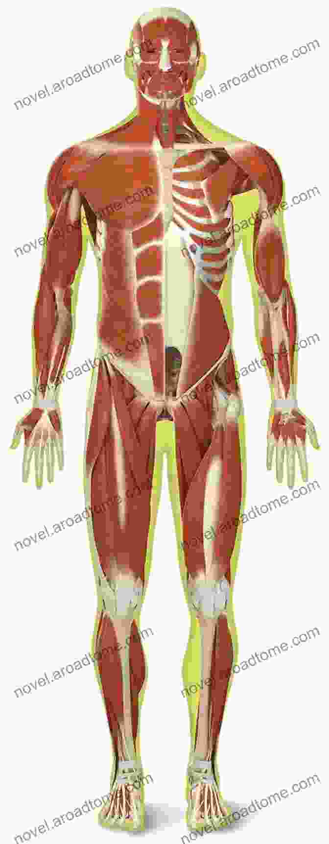 Diagram Of The Human Skeletal And Muscular Systems Enlightened Bodies: Exploring Physical And Subtle Human Anatomy