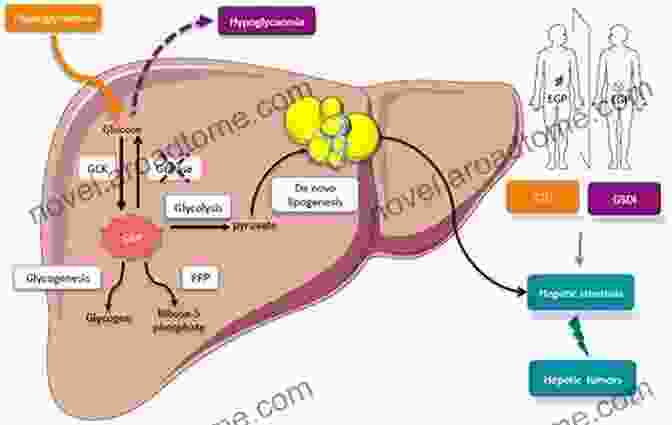 Diagram Of The Liver And Its Role In Glucose Metabolism An Herbalist S Guide To Reversing Diabetes: Navigating Conflicting Information About Diabetes Type 2 And Healthy Eating