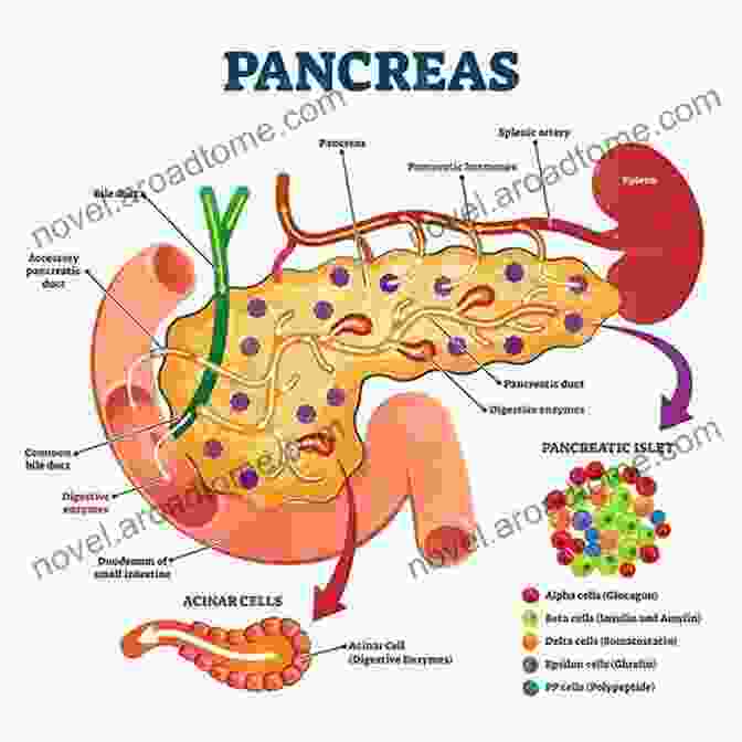 Diagram Of The Pancreas And Insulin Regulation An Herbalist S Guide To Reversing Diabetes: Navigating Conflicting Information About Diabetes Type 2 And Healthy Eating