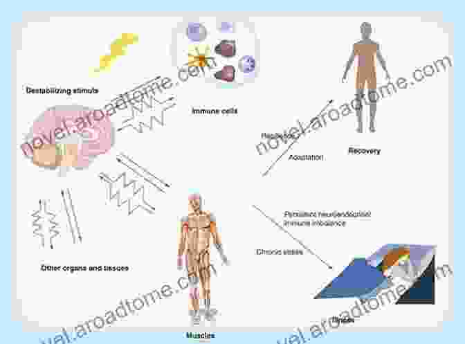 Diagram Showcasing The Molecular Effects Of Stress Stress: Neural Endocrine And Molecular Studies