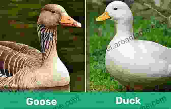 Duck And Goose Exploring Different Colors In A Park Duck Goose Colors Tad Hills