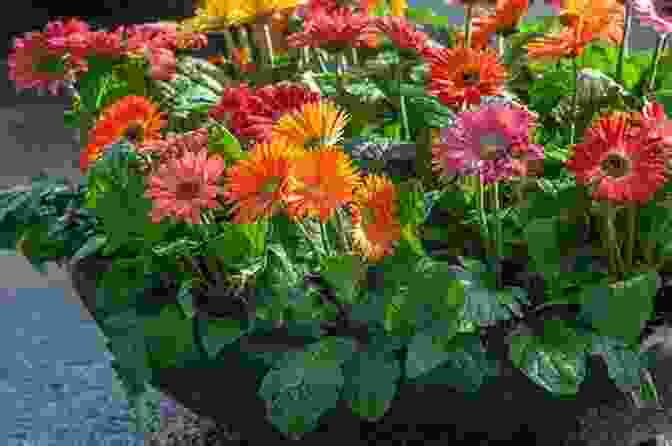 Gerbera Daisy With Large, Vibrant Petals The Ultimate Daisies Flower Photo Book: A Closer Look To These Flowers That Open Their Petals At Daytime And Lower It During The Night