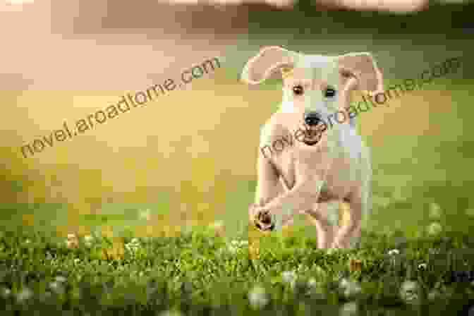 Healthy Dog Running And Playing In The Park The Well Adjusted Dog: Canine Chiropractic Methods You Can Do